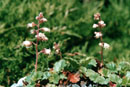 Heuchera parishii