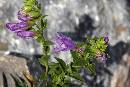 Penstemon cardwellii