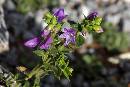 Penstemon cardwellii