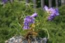 Penstemon caryi