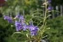 Penstemon caryi