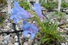 Penstemon caryi