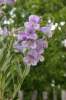 Penstemon eriantherus