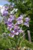 Penstemon eriantherus