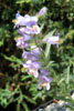 Penstemon eriantherus