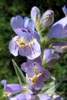 Penstemon eriantherus