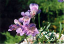 Penstemon gormanii