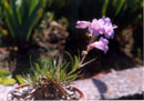 Penstemon gormanii