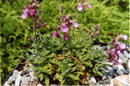 Teucrium webbianum