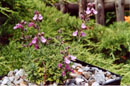 Teucrium webbianum