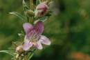 Penstemon breviculus