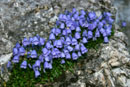 Campanula cespitosa