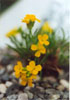 Erysimum gelidum