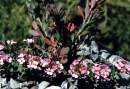 Aethionema coridifolium