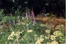 Penstemon glaber