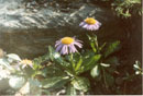 Aster batangensis