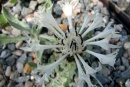 Centaurea sp.